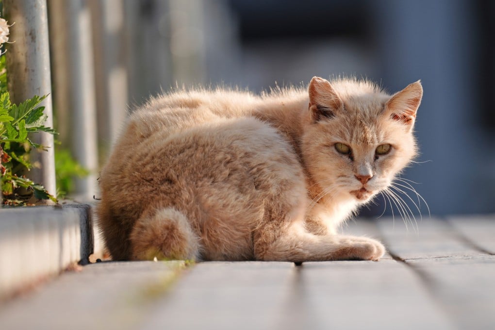 A stray bobtail cat rests at a park in Nagasaki, southern Japan. Photo: AP