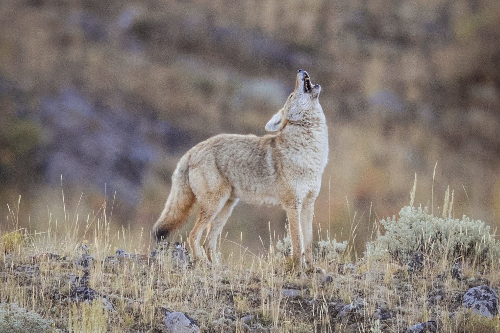Coyotes, which come lower down the carnivore hierarchy than wolves, are a familiar sight in Yellowstone National Park. Photo: Daniel Allen