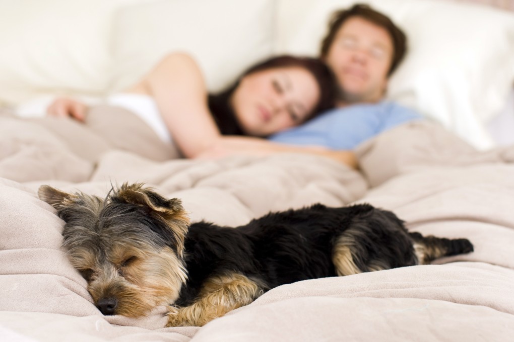 For those who insist on having their pet in bed with them, one expert advises washing the sheets more frequently and perhaps having the owners adjust their sleep schedule to match their pet’s routine. Photo: Shutterstock