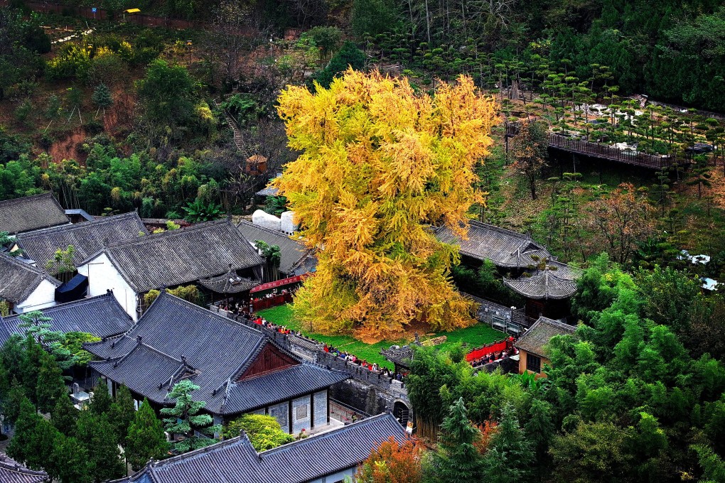 Guanyin Chan Temple in the city of Xian in northwest China is home to a ginkgo tree with a history spanning over 1,400 years. Photo: Xinhua