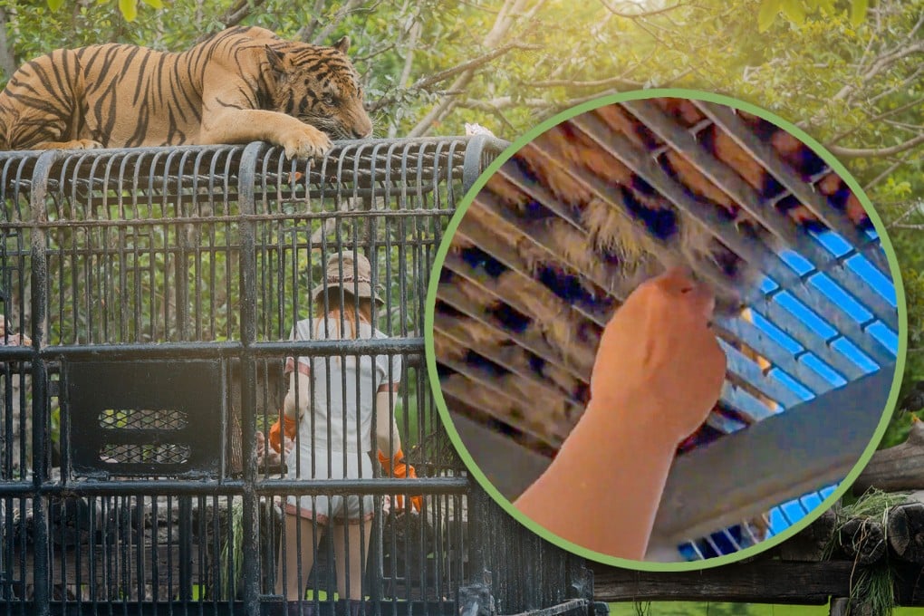 A group of zoo visitors in China has been condemned for pulling tufts of hair from a tiger for good luck and warned that doing so could provoke the animal. Photo: SCMP composite/Shutterstock/Douyin