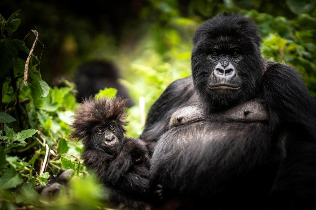 Mountain gorillas are seen in Rwanda’s Wilderness Bisate Reserve. A vital component of Rwanda’s responsible tourism and conservation strategy came in 2017, when the price of gorilla trekking permits was doubled to US$1,500. Photo: Wilderness Bisate Reserve