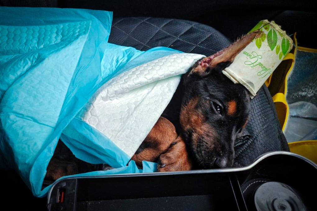 The two-month-old puppy was found abandoned in Cherry Street Park. Photo: Handout