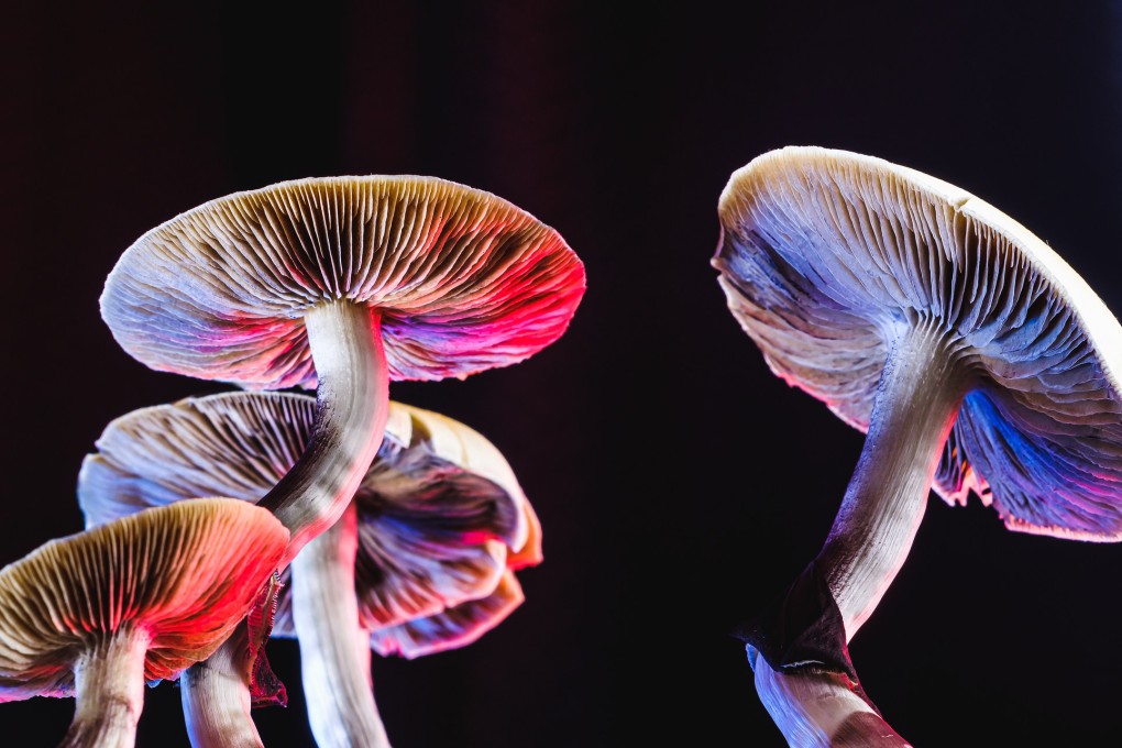 Psilocybin is a naturally occurring psychedelic compound found in some species of mushroom that can cause hallucinations and an altered state of mind. Photo: Getty Images
