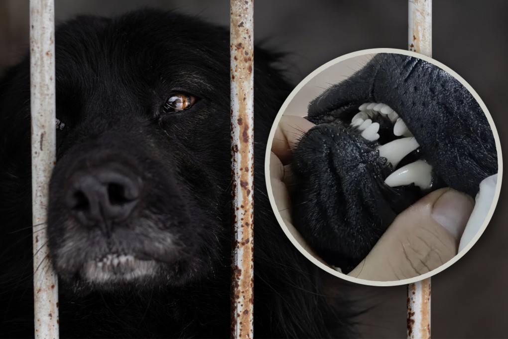 There has been an outpouring of public anger in China after online sellers were seen pulling teeth from black dogs in an attempt to ward off evil spirits. Photo: SCMP composite/Shutterstock/Douyin