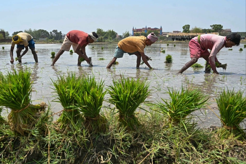Farmers plant rice saplings on a hot summer day on the outskirts of Amritsar, India. Photo: AFP