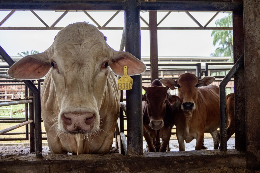 A Mygyu cow with its calves at Colla Cattle Farm in Kuala Selangor. Photo: Hadi Azmi