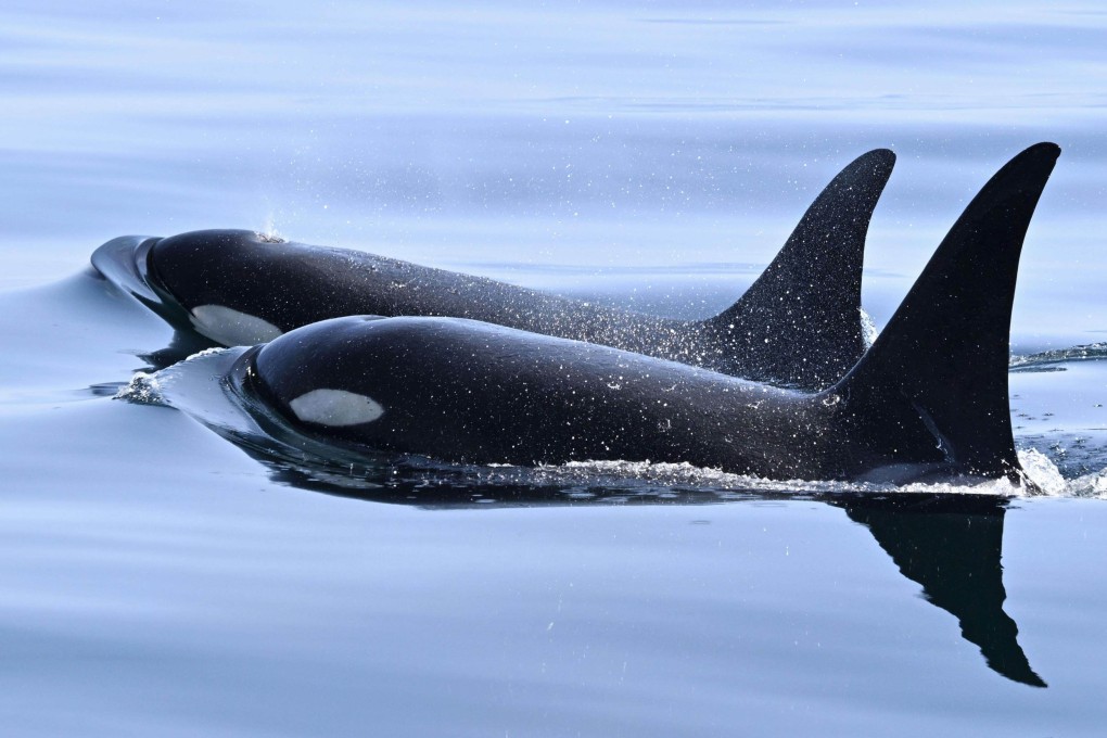 Killer whales swim off  Hokkaido in northern Japan earlier this month. Photo: Kyodo