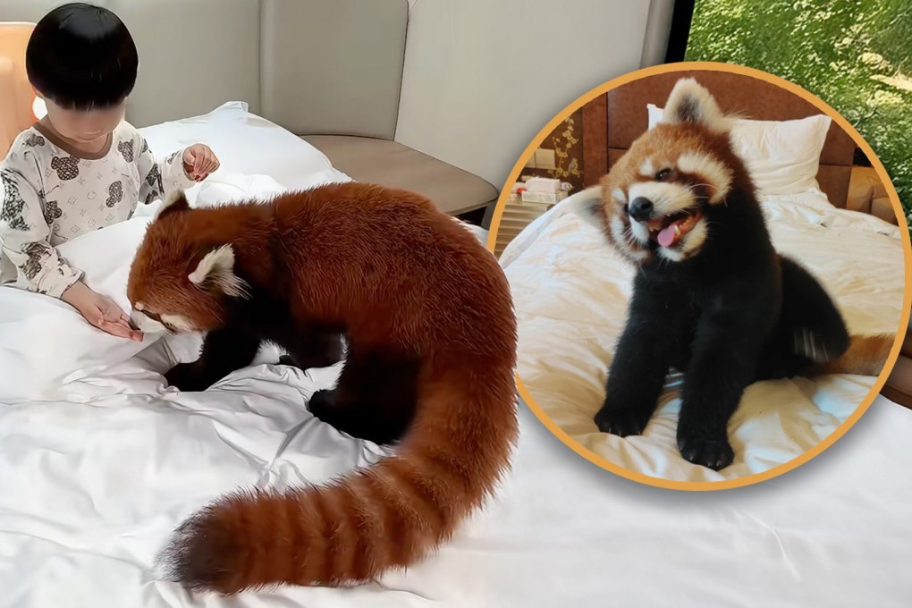 A hotel in China employed an adorable red panda for morning calls, which sparked safety concerns and led to a temporary service suspension. Photo: SCMP composite/RedNote