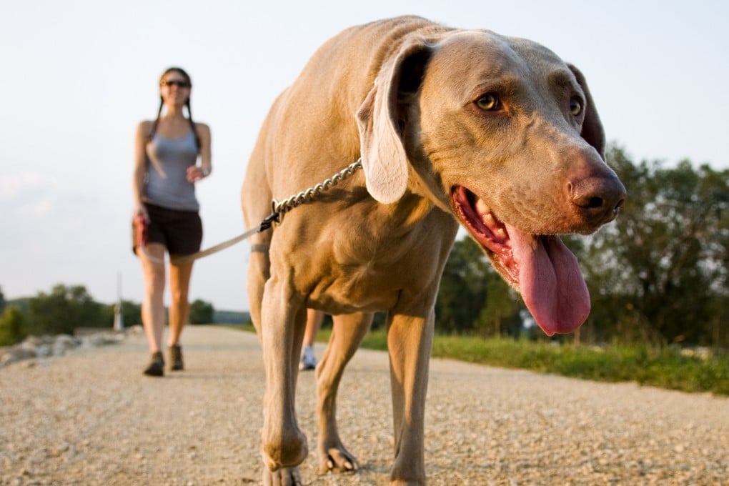 Excessive panting is one of the symptoms of heatstroke in dogs. Others include bright red or pale gums, drooling, lethargy, or collapse, such as when a dog is unable to walk or stand. Photo: Shutterstock