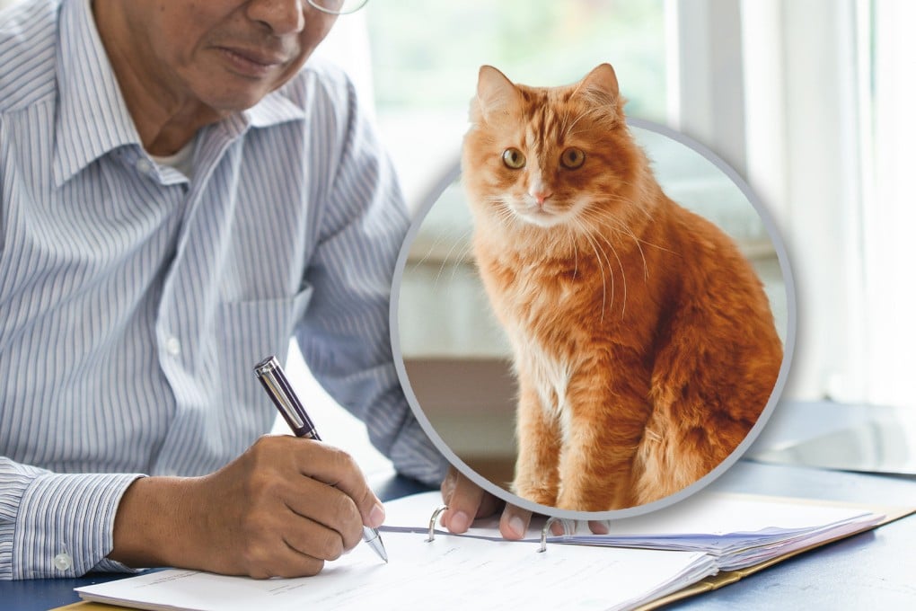 An 82-year-old Chinese man who plans to leave his inheritance to his beloved cat is seeking a dependable carer for the feline after his death. Photo: SCMP composite/Shutterstock