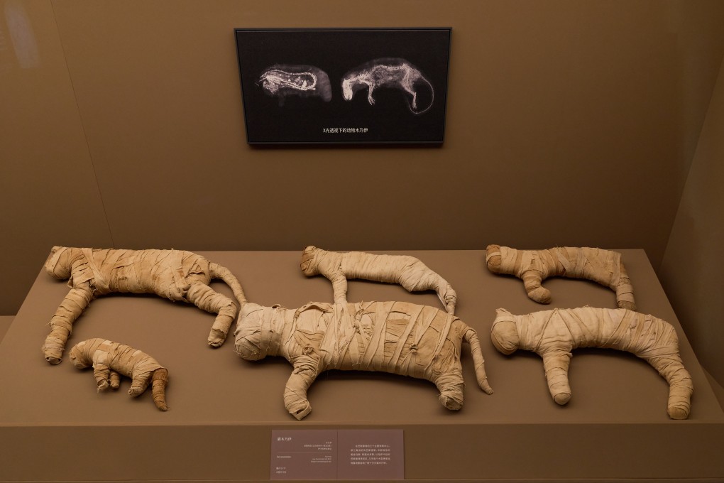 The exhibition in November will feature items such as mummified cats. Photo: Handout