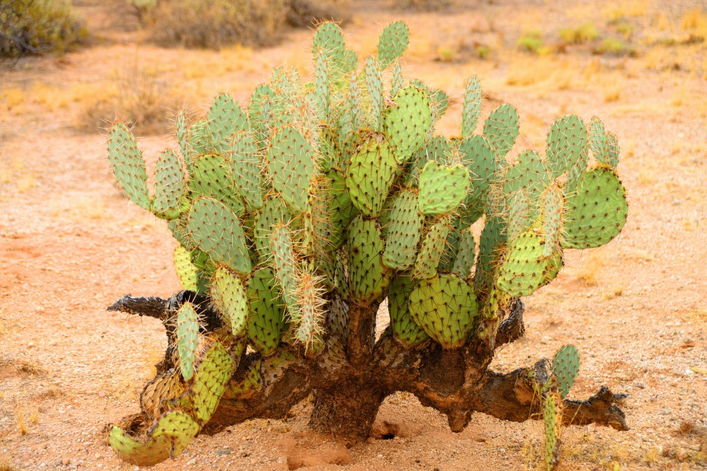 Besides its health benefits, prickly pear cactus is able to thrive in dry and drought-prone areas, making it a resilient, nutritious food source in the face of climate change and food crises. Photo: Shutterstock