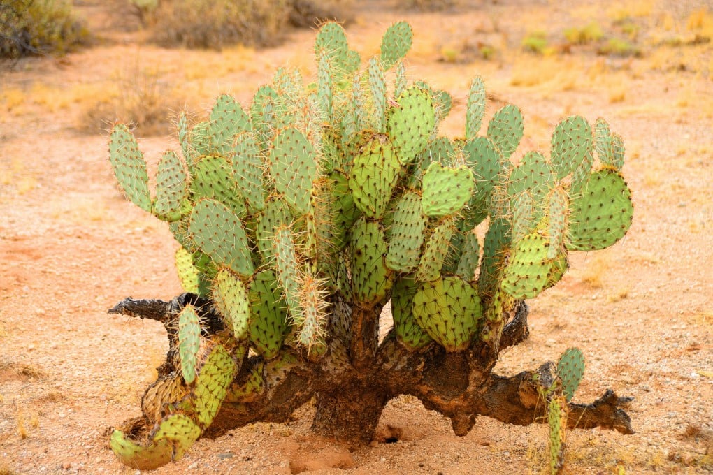 Besides its health benefits, prickly pear cactus is able to thrive in dry and drought-prone areas, making it a resilient, nutritious food source in the face of climate change and food crises. Photo: Shutterstock