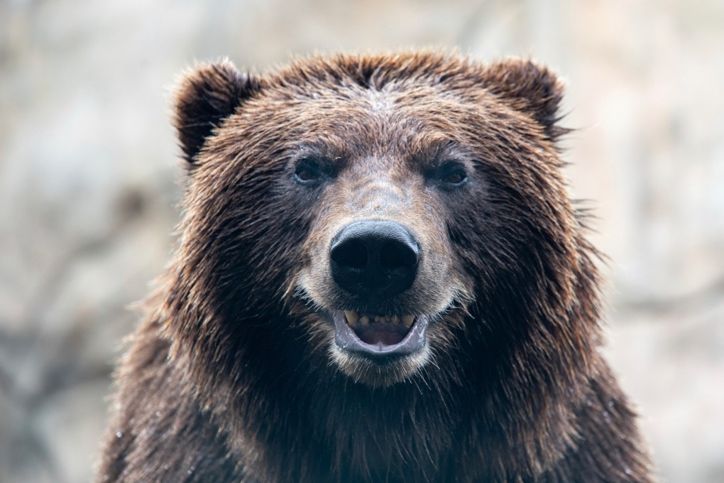 Tundra, an Alaskan brown bear, is seen in an undated image before undergoing a procedure for a new canine tooth at the zoo in Duluth.  Photo: Lake Superior Zoo via AP