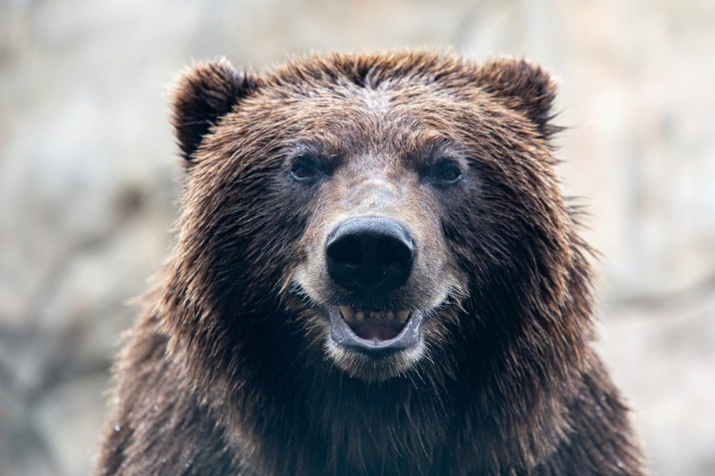 Tundra, an Alaskan brown bear, is seen in an undated image before undergoing a procedure for a new canine tooth at the zoo in Duluth. Photo: Lake Superior Zoo via AP