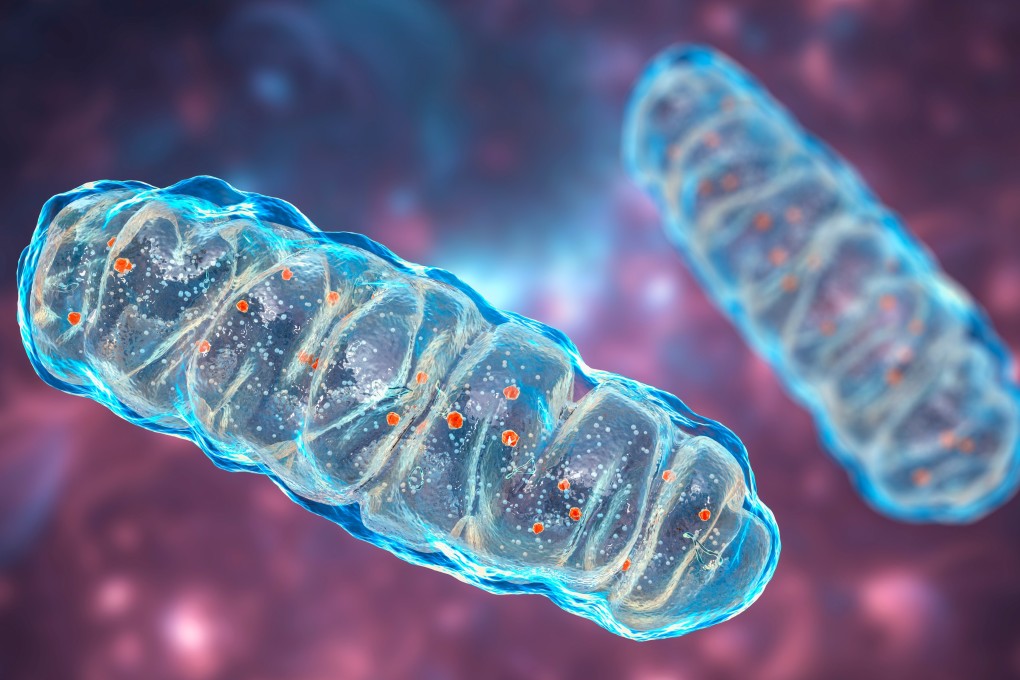 Some human cells can have 1,000 to 2,000 mitochondria, each with their own copies of DNA. Mutations in mitochondrial DNA are responsible for several serious diseases in humans. Photo: Shutterstock