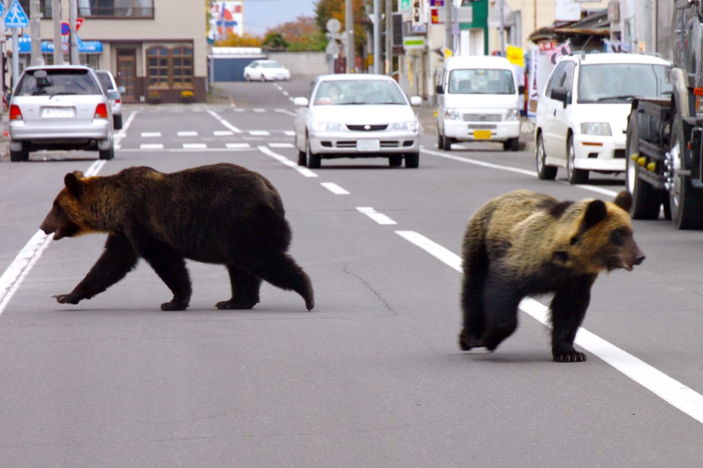 Two bears walk down the street in Shari town in Japan’s northern island of Hokkaido. Photo: Shari Town Local Government/AFP
