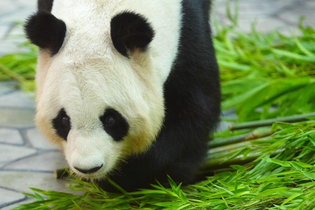 Giant panda Rauhin at the Adventure World amusement park in Shirahama, Japan, on Thursday. Photo: Xinhua