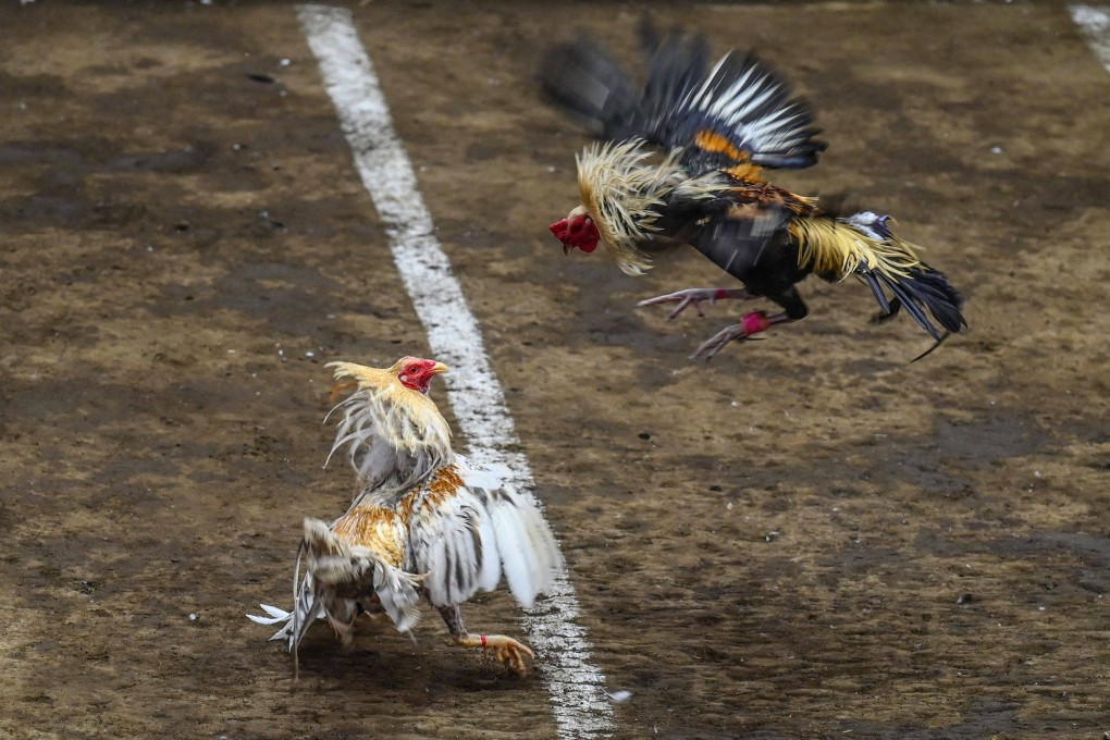 Gamecocks fight during a cockfighting match at the San Pedro Coliseum in Laguna province in the Philippines, where the sport is hugely popular. Photo: AFP