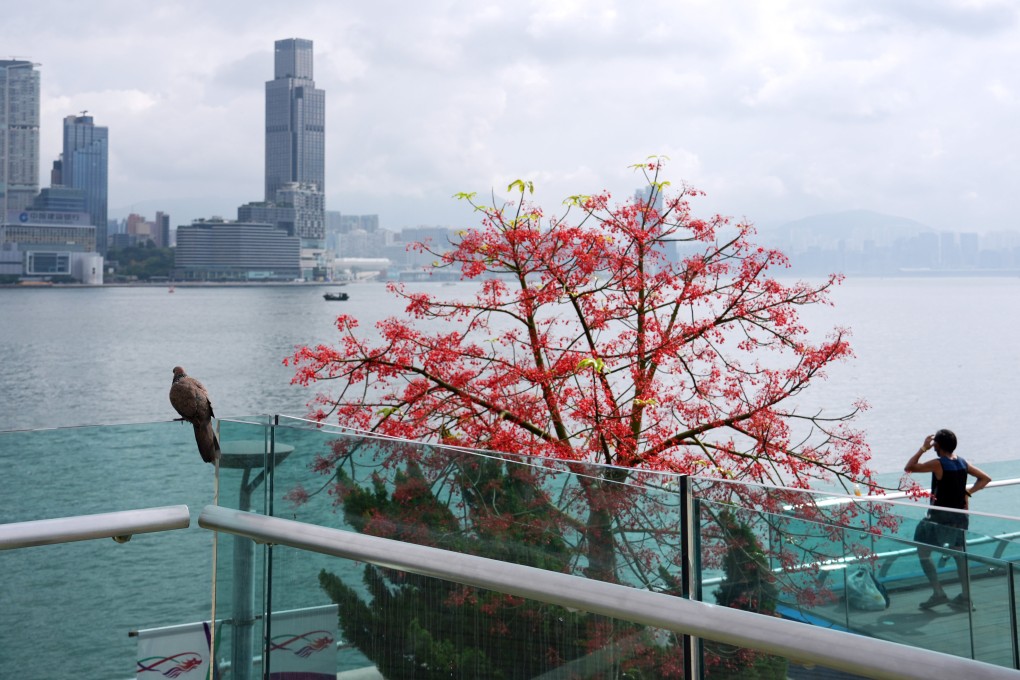A man looks out at Victoria Harbour from Tamar Park in Admiralty on May 5. Photo: Eugene Lee