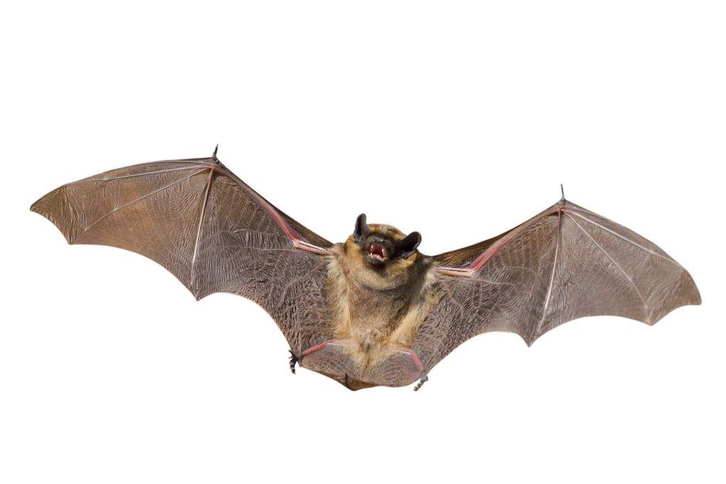 The virus is transmitted when bat saliva enters the human body through a bite or scratch. Photo: Shutterstock