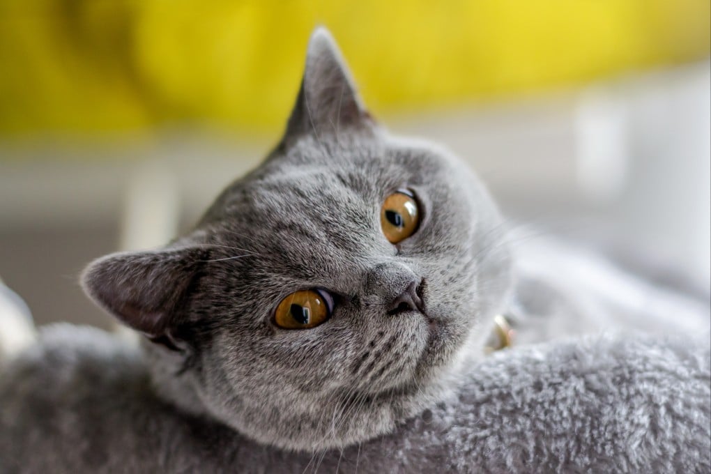 The felines allegedly given away included British shorthair cats. Photo: Getty Images