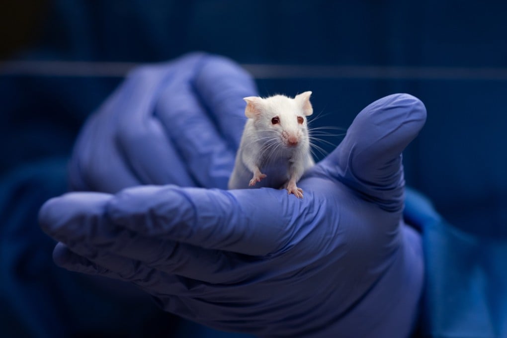 The ears of mice offer an ideal starting point for investigating tissue regeneration as they are an external body part that can be easily observed and operated on, according to Chinese researchers. Photo: Shutterstock