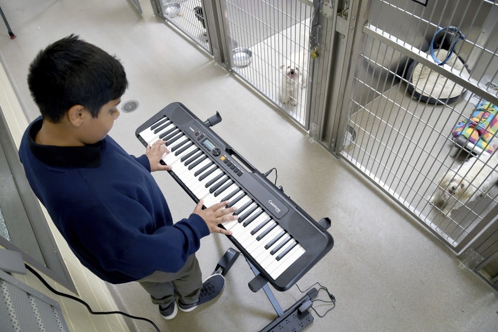 Wild Tunes founder Yuvi Agarwal plays his keyboard at an animal shelter in Denver, Colorado. His non-profit organisation has enlisted around 100 musicians to soothe animals around the US. Photo: AP
