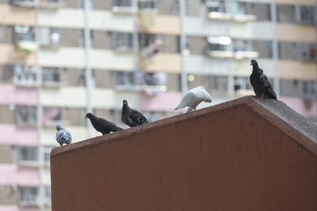 The number of feral pigeons stood at about 12,090 during the first quarter of this year, down by about 11 per cent. Photo: Edmond So