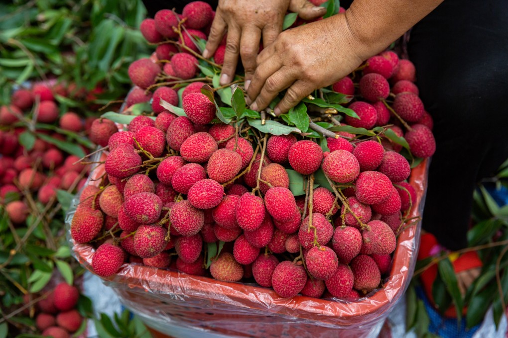 Native to southern China and northern Vietnam, lychees appear in historical records in China as far back as 200BC. Photo: Getty Images/iStockphoto
