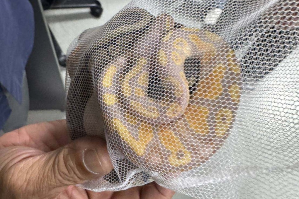 A ball python stored in a net bag is found after a body search of a Sri Lankan man at Bangkok’s Suvarnabhumi Airport. Photo: Thailand Department of National Parks, Wildlife and Plant Conservation