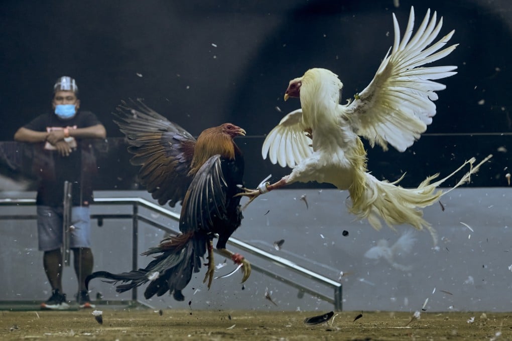 Cockfighting is a popular pastime in the Philippines but controversy increasingly surrounds the sector amid allegations of the murder of dozens of people by police officers. Photo: Getty Images