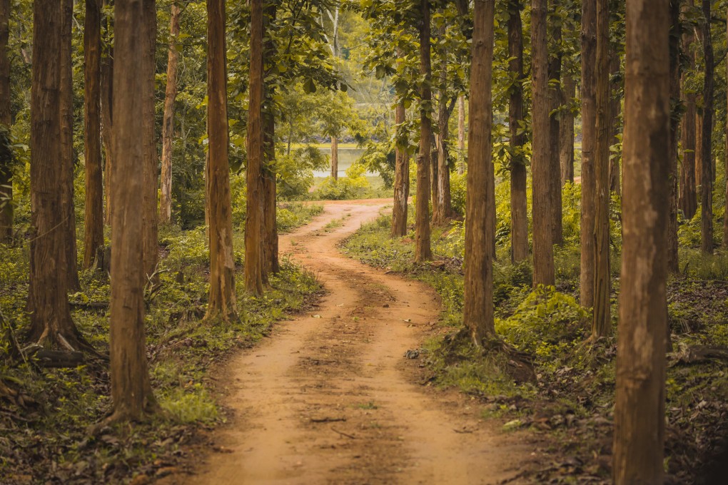 A path through a heavily wooded area in India’s Karnataka state. Photo: Shutterstock