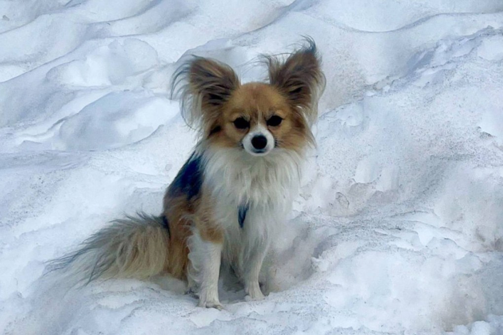 This faithful chihuahua helped rescuers in finding its owner, who had fallen into a crevasse in Switzerland.  Photo: Air Zermatt/AFP)