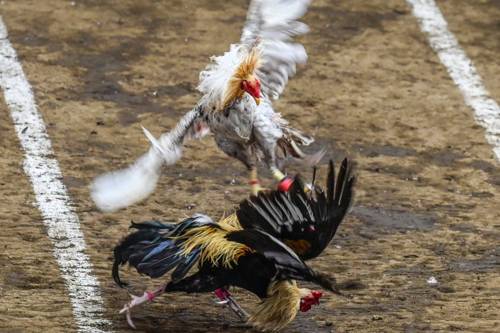 Roosters fight during a cockfighting match in Laguna province, Philippines. Photo: AFP