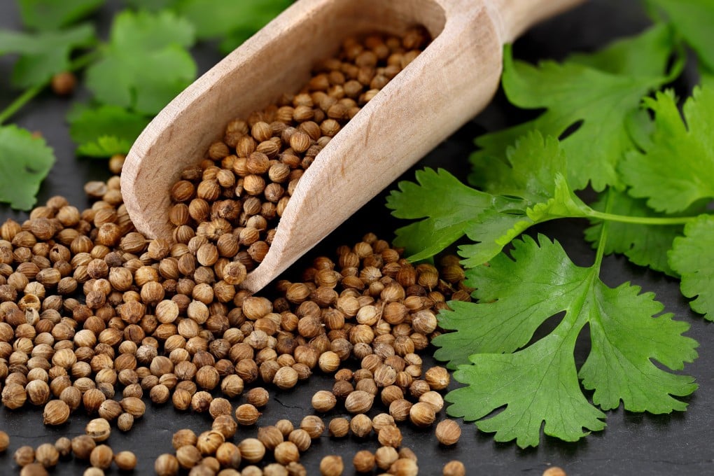 Both coriander leaves and dried seeds can be used in cooking, to flavour various dishes from Cantonese steamed fish to pork chops. Photo: Shutterstock