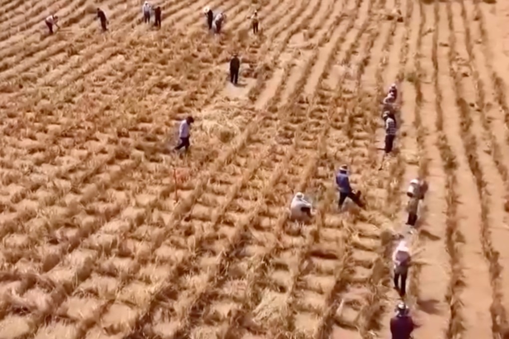 Cina Selesaikan Sabuk Hijau 1.856 Km Cegah Perluasan Gurun Pasir