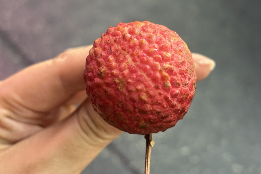 A round, plump xian jin feng lychee, which has been dubbed the “Chanel” of lychees. Photo: Charmaine Mok