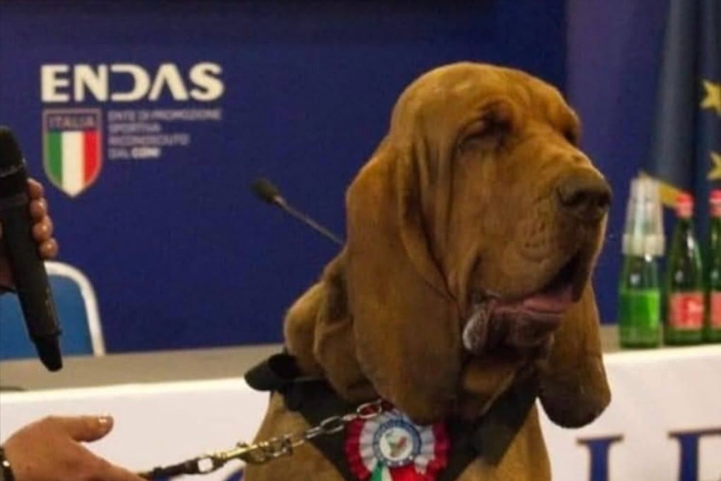 An Italian sniffer dog was killed after eating sausages filled with nails that were thrown into his kennel, his trainer has said. Photo: Handout