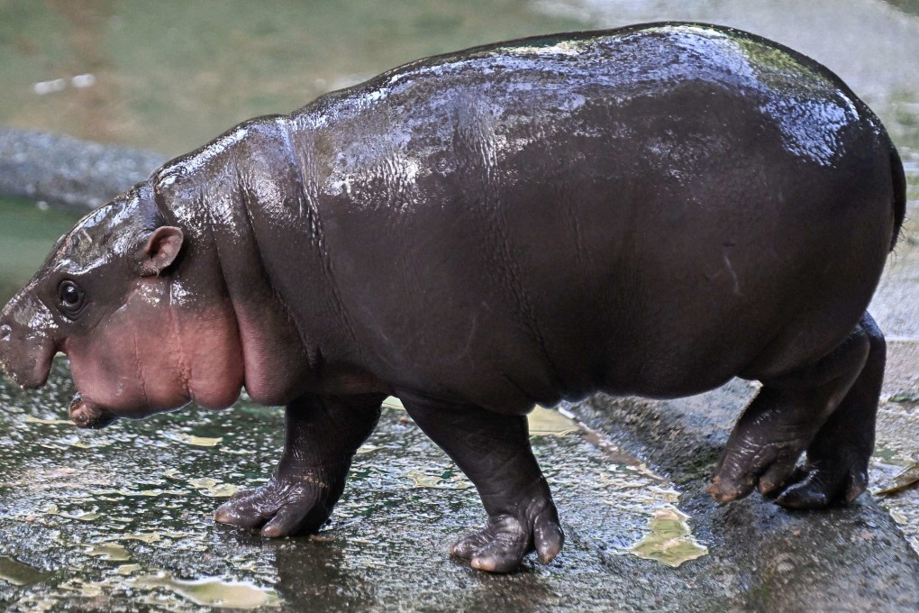 Viral internet sensation Moo Deng at Khao Kheow Open Zoo in Chonburi province. Photo: AFP