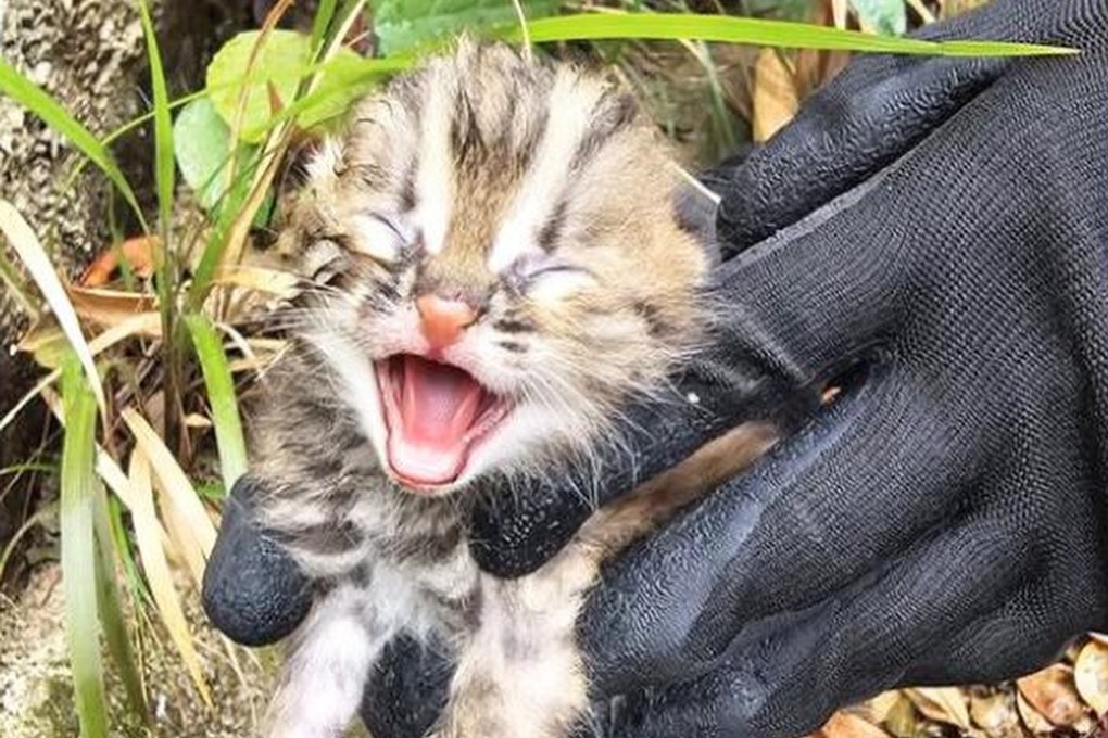 The cat was only a baby when it was discovered by hikers. Photo: Handout