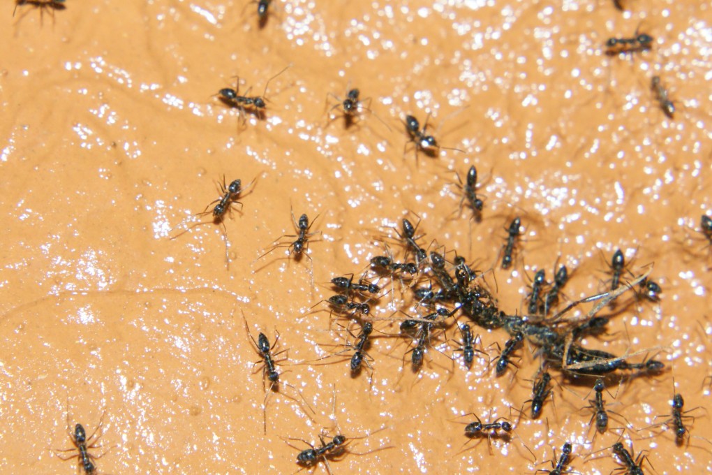 A South Korean restaurant is being investigated for using ants as garnishes for its dishes. Photo: Shutterstock