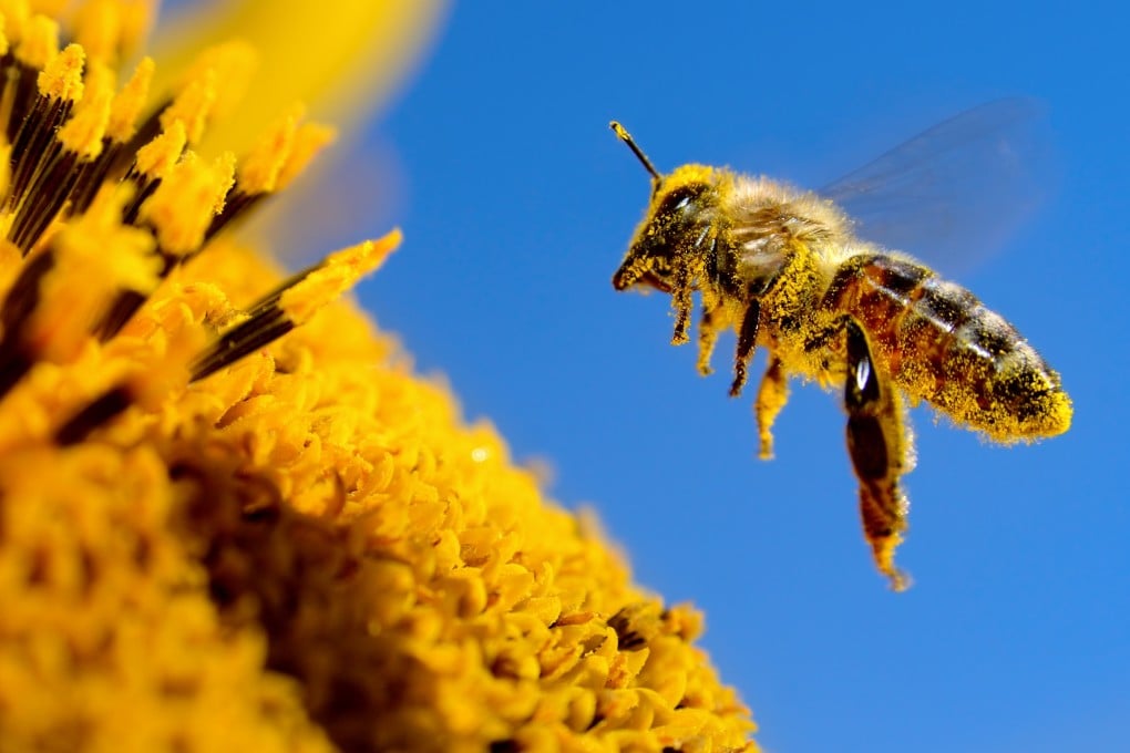 Chinese scientists have created a cyborg bee with the world’s lightest brain controller which they say will help search for survivors in earthquake ruins. Photo: Shutterstock Images