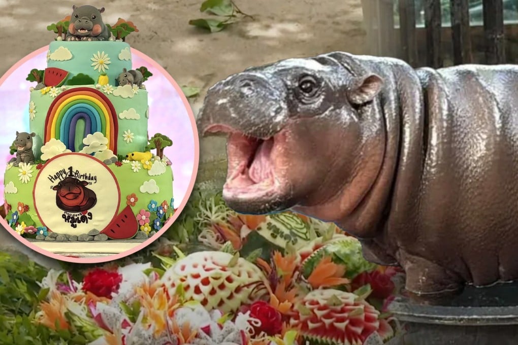 Superstar Thai pygmy hippo Moo Deng celebrated her first birthday on July 10 with an extravagant four-day zoo festival that captivated her numerous fans. Photo: SCMP composite/YouTube/Facebook