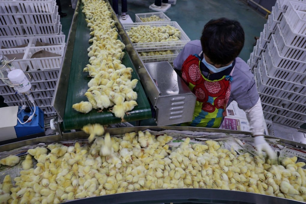 A worker checks chicks at an egg incubation workshop in Binzhou, Shandong province, in November 2022. Photo: AFP