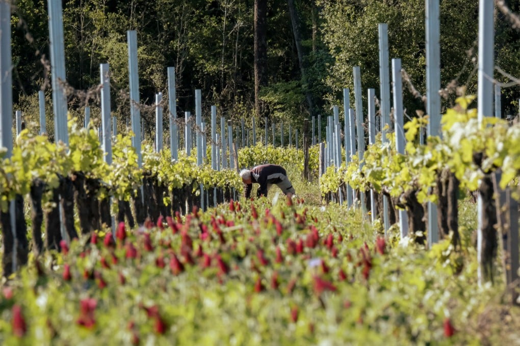 At Château Anthonic, owner Jean-Baptiste Cordonnier grows crops between the vines to increase biodiversity. Photo: John Brunton