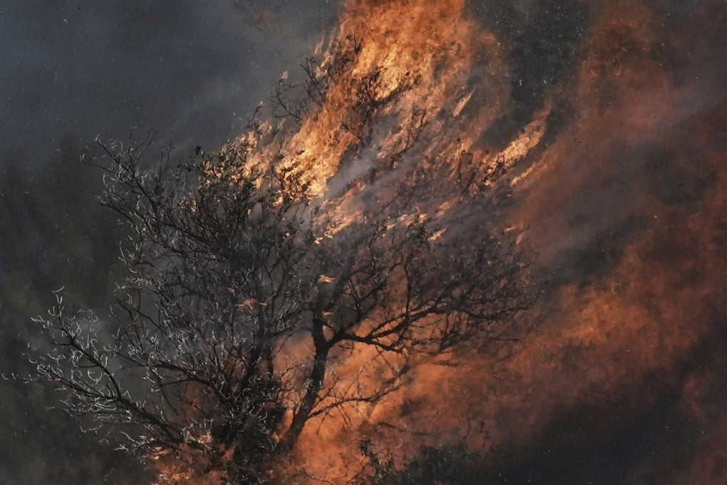 An olive tree burns in a Palestinian village near the West Bank town of Sinjil after Friday’s clashes. Photo: AP