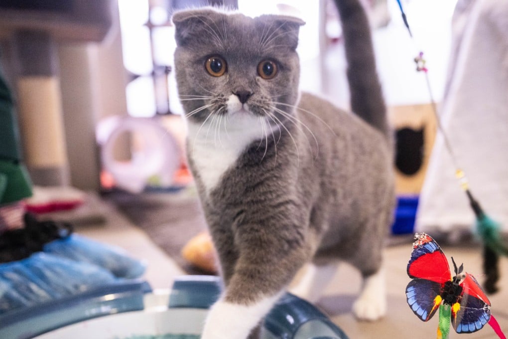 Coco, a Scottish Fold cat, is a resident of a Berlin animal shelter. Experts describe her condition as the result of defect breeding, a term used when animals are bred for certain physical traits despite the issues these features can cause. Photo: Christophe Gateau/dpa