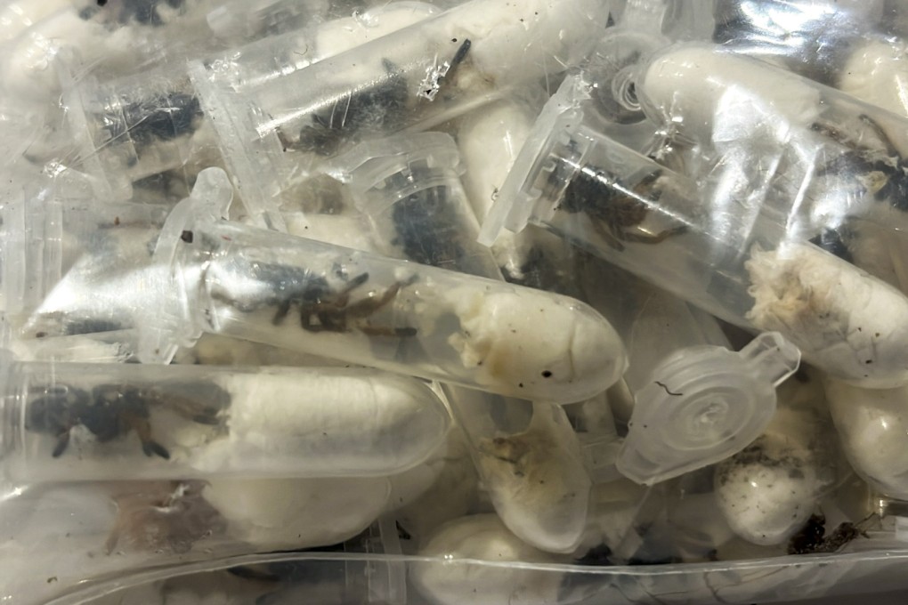 Plastic containers holding young tarantulas that had been hidden in chocolate sponge-cake boxes shipped to Cologne Bonn airport, western Germany. Photo: Haupzollamt Koeln/AP